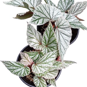 Begonia ‘Frosty’ – Silver-Frosted Cane Begonia in 5.5″ Pot | Rare Indoor Houseplant, unique tropical plant gifts ideas