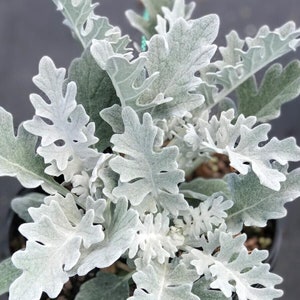 100+ seeds, Dusty Miller-Silver Dust, Open pollinated, Heirloom, Annual/Perennial, heat tolerant, flower seeds, ornamental plant seeds