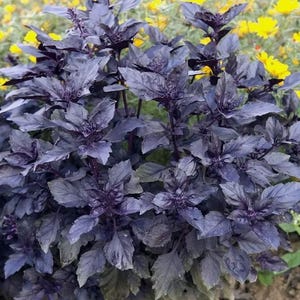 May include: A close-up of a purple basil plant with dark green leaves. The plant is growing in a garden setting.