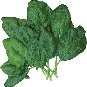 100+ seeds, Spinach - Bloomsdale Long Standing, Vegetable seed, heirloom, open pollinated, outdoor gardening, green leafy vegetable