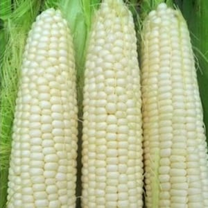 May include: Three white corn cobs with husks removed, showing the white kernels.