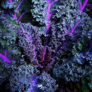 May include: Close-up of vibrant kale leaves with deep purple stems and veins. The leaves are a mix of dark green and blue-green, with a ruffled texture. The image highlights the natural beauty and color contrast of the fresh vegetable.