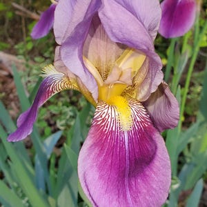 May include: Close-up of a vibrant purple iris flower with yellow and white accents. The petals are a deep purple with lighter edges, and the center features intricate patterns. Green foliage surrounds the flower, with a blurred background of trees.