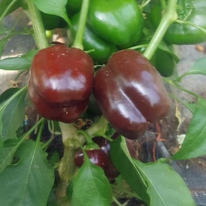 15+ seeds, Sweet Pepper-Chocolate color, Open pollinated, Heirloom, Annual, vegetable seeds, herb seeds, ornamental plant seeds