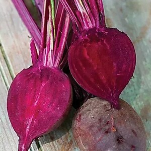 150+ seeds - Detroit Dark Red Beet, Vegetable seed, heirloom, open pollinated, outdoor gardening, cool season plant