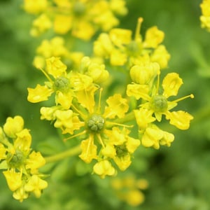 May include: Close-up of bright yellow flowers with delicate petals and green centers. The flowers are clustered together, with a blurred green background of leaves. The image highlights the natural beauty of the plant.