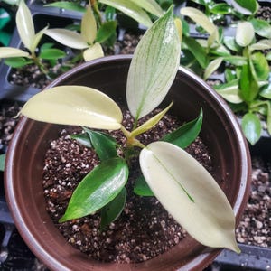 May include: A small Philodendron plant with variegated leaves in a brown plastic pot. The plant features several smooth, pointed leaves that display a mix of creamy white and vibrant green coloration, with some leaves showing distinct green veining.
