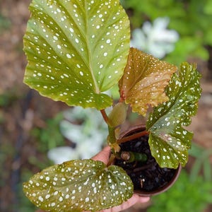 Angel Wing Polka Dot Begonia – Live Plant in 4” Pot, Unique Spotted Foliage, Indoor Tropical Plant, Houseplant, gifts ideas, starter plant