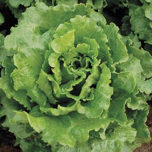 May include: A head of fresh green lettuce with tightly packed, ruffled leaves. The vibrant foliage displays various shades of light and dark green, radiating from the center outward in a dense, layered, and organic circular pattern.