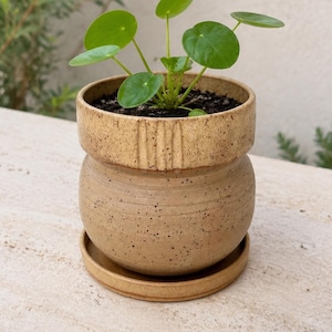 Może przedstawiać: Mała roślina Pilea peperomioides z okrągłymi zielonymi liśćmi w nakrapianej beżowej ceramicznej doniczce. Doniczka ma zaokrąglony korpus, szeroki brzeg z pionowymi wgłębieniami oraz pasującą okrągłą podstawkę.
