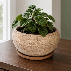 May include: A Peperomia plant with dark green, heart-shaped, textured leaves potted in a round, beige, stone-like planter with a horizontal ribbed pattern. The planter sits on a matching circular terracotta-colored saucer base.