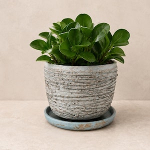 May include: A vibrant green plant with rounded, glossy leaves potted in a textured, light blue-gray ceramic planter. The pot features horizontal ridges and sits on a matching circular saucer with a weathered, rustic finish and visible brown undertones.