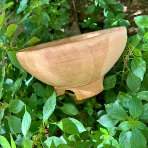 May include: A light brown ceramic bowl with a wide rim and a footed base. The bowl is set against a backdrop of lush green foliage, creating a natural and earthy aesthetic. The bowl's surface has a textured appearance.