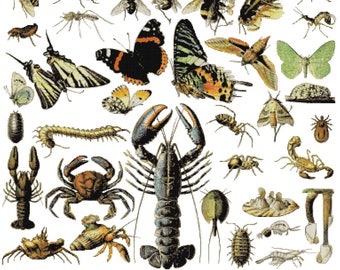 Arthropod Sampler Cross Stitch Pattern PDF chart | large poster size | unique nature lover gift | DIY home decor project | insect collector