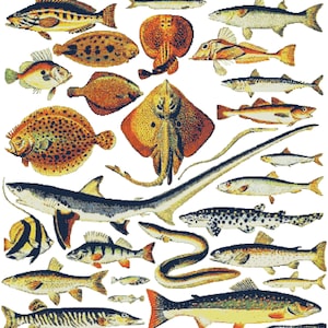 May include: A vintage illustration featuring a variety of fish, including a seahorse, a shark, a ray, and several types of bony fish. The fish are depicted in a realistic style with detailed markings and colors.