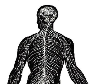 May include: A black and white illustration of the human nervous system. The illustration shows the brain, spinal cord, and nerves throughout the body.