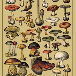 Mushroom Sampler Cross Stitch Pattern PDF chart Large Poster Size cottagecore cross stitch | great outdoors present gift | unique fungi