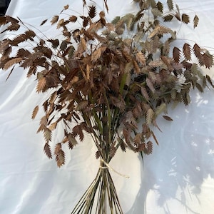 May include: A bunch of dried ornamental grass, featuring brown and tan seed heads and green stems, bound with twine. The feathery seed heads have a delicate, textured look. The arrangement is set against a white backdrop.