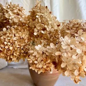 Dried Golden Hydrangea Flowers – Natural Fall Wedding Decor (Indiana Farm)