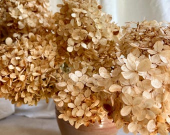 Golden Hydrangea Bunches