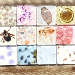 May include: A set of twelve square magnets featuring microscopic images of various parasites, including a tick, a flea, and various eggs and organisms, displayed in a grid pattern with a glossy finish on each individual square tile.