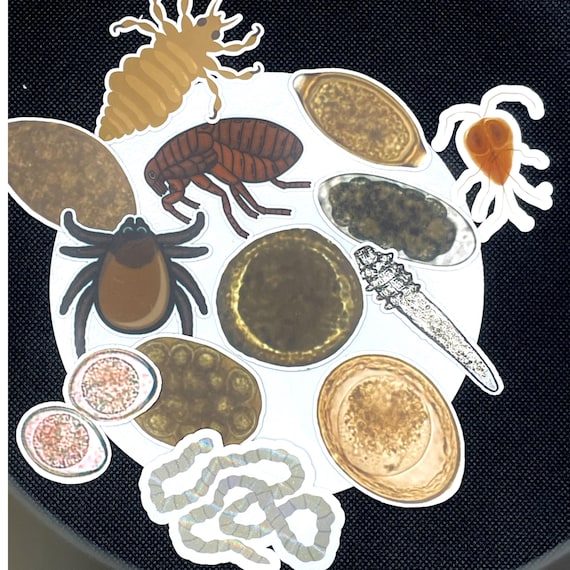 Parasite Vinyl Sticker Set-Gift For Vet Tech or Staff-Lab Humor-Unusual and Funny-Set Of 13 Pet Parasites-Veterinary Fun-Gross Vet Gag Gift