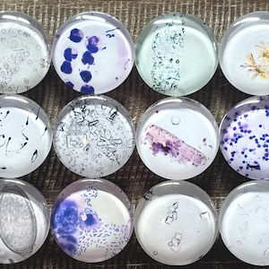 May include: A collection of twelve clear, round glass magnets. Each magnet features a unique microscopic image in shades of white, purple, and green. The images appear to be biological specimens, with various shapes and patterns.