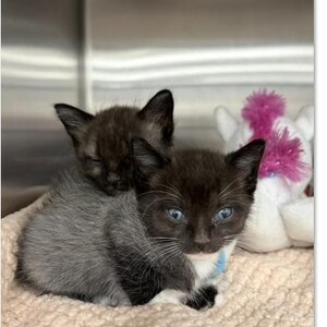 May include: Two small kittens with dark fur and white markings resting together. One kitten has bright blue eyes and a light blue collar, while the other has its eyes closed. A white plush toy with a pink mane is positioned behind them.