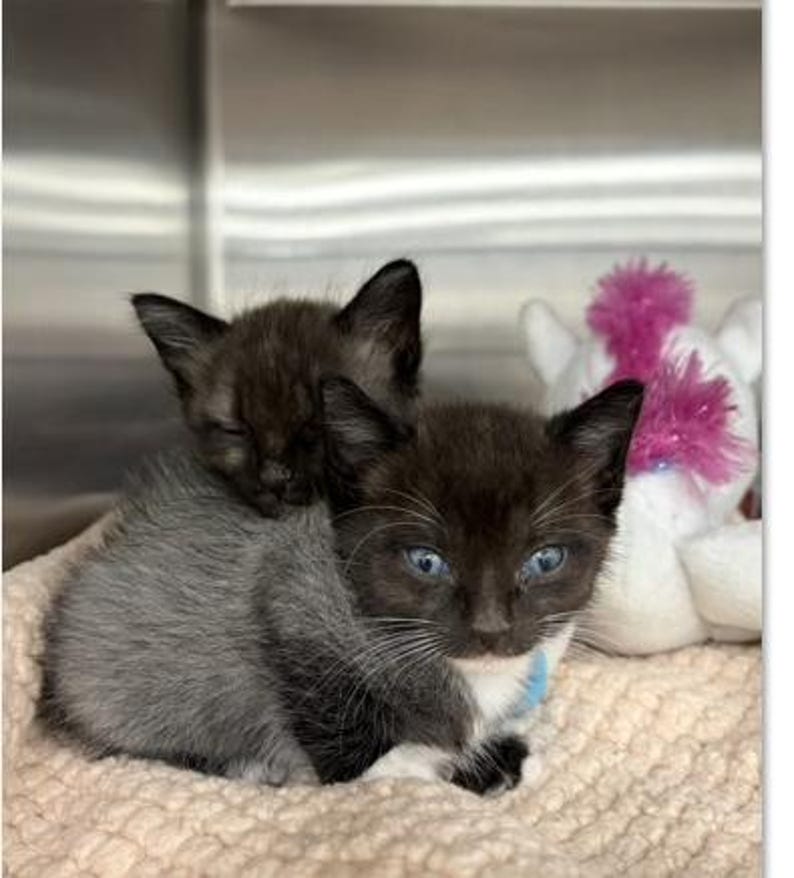 May include: Two small kittens with dark fur and white markings resting together. One kitten has bright blue eyes and a light blue collar, while the other has its eyes closed. A white plush toy with a pink mane is positioned behind them.