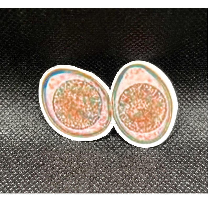 May include: A sticker featuring two oval-shaped avocado halves with a white border. The avocado flesh has a textured, speckled appearance in shades of orange, brown, and green, with a light-colored rim around the edges of the fruit.