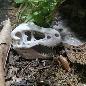 May include: A detailed image of a white dinosaur skull, showcasing its hollow eye sockets and sharp teeth. The skull rests amidst a bed of brown leaves, moss, and small twigs, creating a naturalistic setting. A brown insect is also visible.