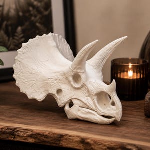 May include: A white triceratops skull replica featuring a large bony frill, two prominent brow horns, and a smaller nasal horn. The fossilized bone texture is detailed with visible sutures and eye sockets, presented as a decorative sculpture.