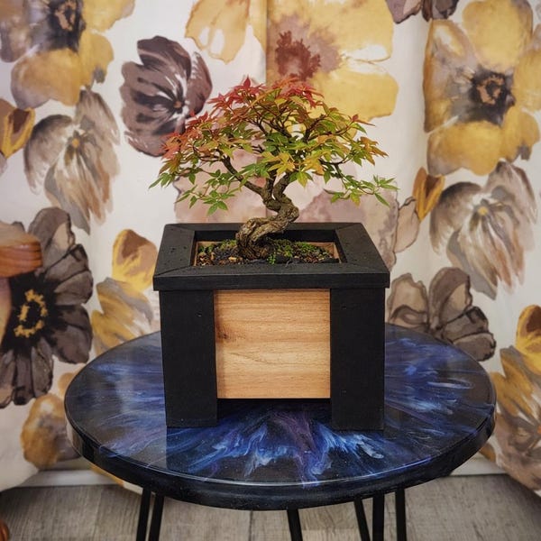 Cedar Bonsai Planter Box with Black Trim – 7.5” Square Wooden Bonsai Pot – Modern Farmhouse Bonsai Container – Optional Drainage