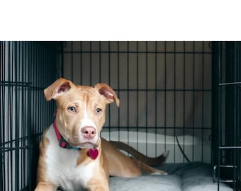 Puppy Crate Training Guide: Potty Training, Housebreaking Tips (Digital Download)