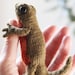 NEWT Knitting Pattern - Etsy