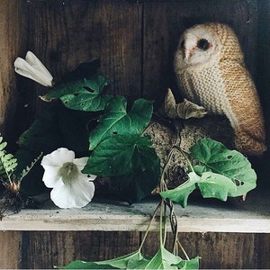 SPECIAL OFFER Knitting Pattern - Barn Owl