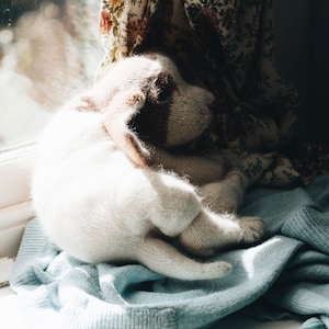 May include: A white knitted dog toy with brown accents, curled up on a light blue blanket.