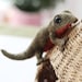 NEWT Knitting Pattern - Etsy