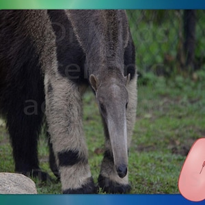 Cool Ant Eater  ANTEATER    Mouse Pad