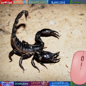 May include: A black scorpion with large pincers and a curved tail, resting on a sandy surface. The scorpion is the primary focus, with a pink computer mouse in the foreground. The image has a book-themed border.