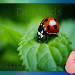 May include: A computer mouse pad featuring a ladybug on a green leaf. The ladybug has a red shell with black spots. The mouse pad has the text "Dr Muds" and "sublimation". A pink computer mouse is in the lower right corner.