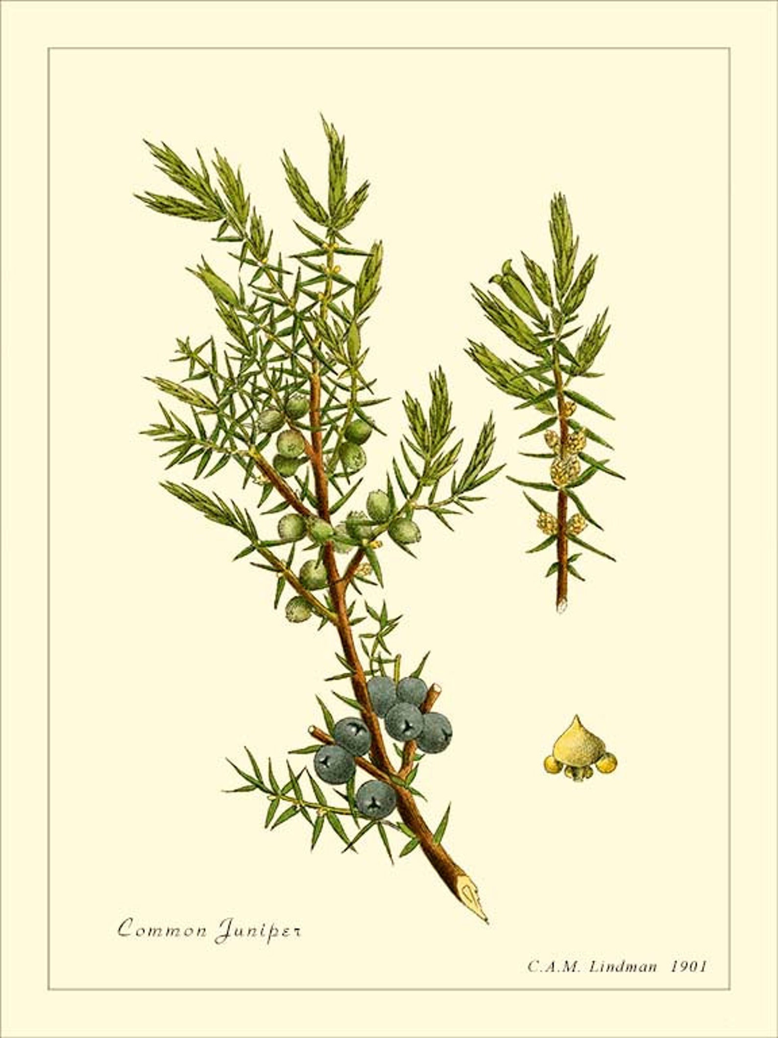 COMMON JUNIPER Vintage Botanical print reproduction 497 | Etsy