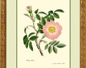 Reproduction impression chien Rose Antique botanique
