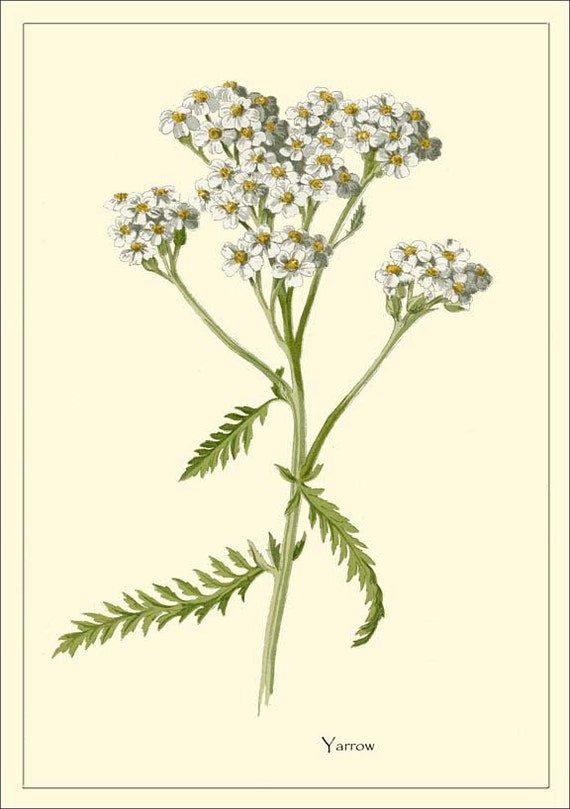 Items similar to YARROW - Botanical print reproduction 2116 on Etsy