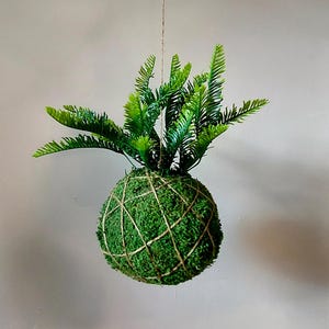 Pode incluir: Um kokedama suspenso, uma bola de musgo japonesa, com folhagem verde vibrante em forma de samambaia emergindo de uma base esférica coberta de musgo. A bola de musgo é embrulhada com barbante, criando um padrão de grade. A planta pende de um fio fino.