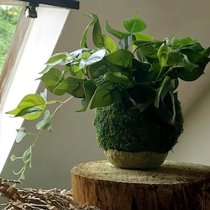 Può includere: Una composizione di piante decorative con un vaso sferico ricoperto di muschio pieno di foglie verdi. Il vaso poggia su una fetta di legno naturale, creando un'estetica rustica. Le foglie cadono con grazia, aggiungendo un tocco di natura.