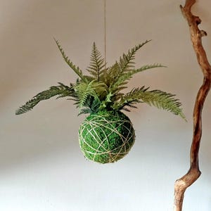 Op de afbeelding: Een hangende kokedama, een Japanse mosbal, met een bol van groen mos omwikkeld met touw. Varens en ander groen gebladerte ontspringen de bovenkant. De kokedama hangt aan een dun touwtje tegen een neutrale achtergrond.