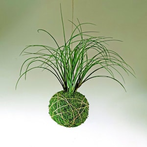 Op de afbeelding: Een hangende kokedama, een Japanse mosbal, met een weelderige groene plant en lange, slanke bladeren. De mosbal is omwikkeld met touw, waardoor een natuurlijke hangende plantenbak ontstaat. De plant wordt opgehangen aan een dun touwtje.
