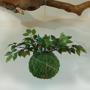 May include: A hanging moss ball with green leaves and branches. The spherical moss ball is wrapped with twine and suspended from a natural wooden branch. The leaves are a vibrant green, creating a natural, decorative element.