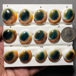 Naturlig Shiva öga snäckskal cabochon, Shiva öga högkvalitativ naturlig ädelsten för smycken